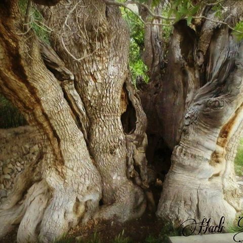 Iran's oldest pistachio tree